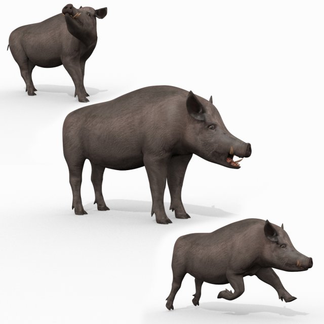 Boar Javali attacker pig - animated 3d fur model 3D 모델 .c4d .max .obj .3ds .fbx .stl .blend 