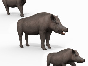 Boar Javali attacker pig - animated 3d fur model 3D Model