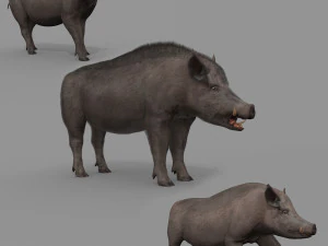 Boar Javali attacker pig - animated 3d fur model 3D Model