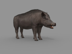 Boar Javali attacker pig - animated 3d fur model 3D 모델
