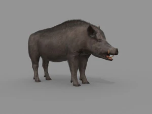 Boar Javali attacker pig - animated 3d fur model 3D Model