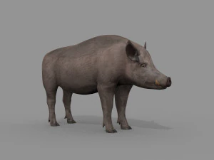Boar Javali attacker pig - animated 3d fur model 3D Model