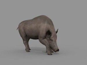 Boar Javali attacker pig - animated 3d fur model 3D Model