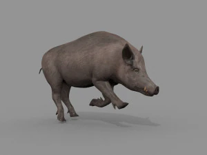 Boar Javali attacker pig - animated 3d fur model 3D Model