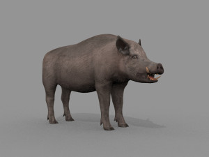 Boar Javali attacker pig - animated 3d fur model 3D 모델