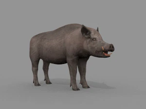 Boar Javali attacker pig - animated 3d fur model 3D Model