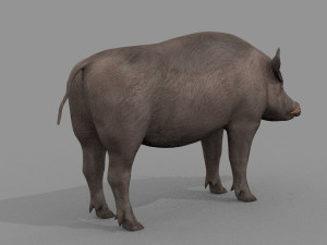 Boar Javali attacker pig - animated 3d fur model 3D 모델