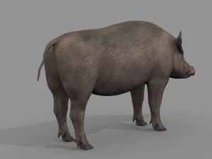 Boar Javali attacker pig - animated 3d fur model 3D Model