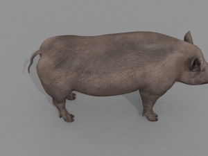 Boar Javali attacker pig - animated 3d fur model 3D 모델
