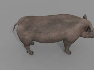 Boar Javali attacker pig - animated 3d fur model 3D Model
