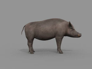 Boar Javali attacker pig - animated 3d fur model 3D Model