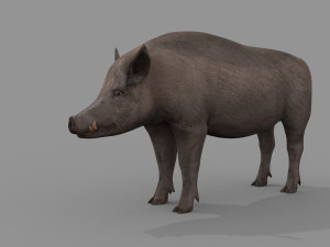 Boar Javali attacker pig - animated 3d fur model 3D 모델
