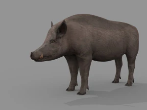 Boar Javali attacker pig - animated 3d fur model 3D Model