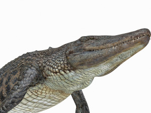 Mosasaurus Rex - 8K animated 3D Model