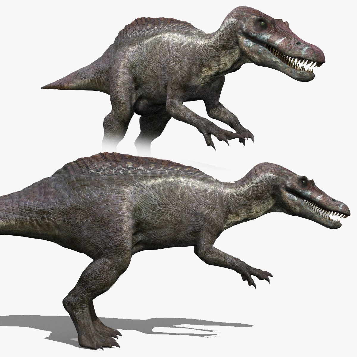 Suchomimus Tenerensis - 8K animated 3D Model .c4d .max .obj .3ds .fbx .stl .blend 