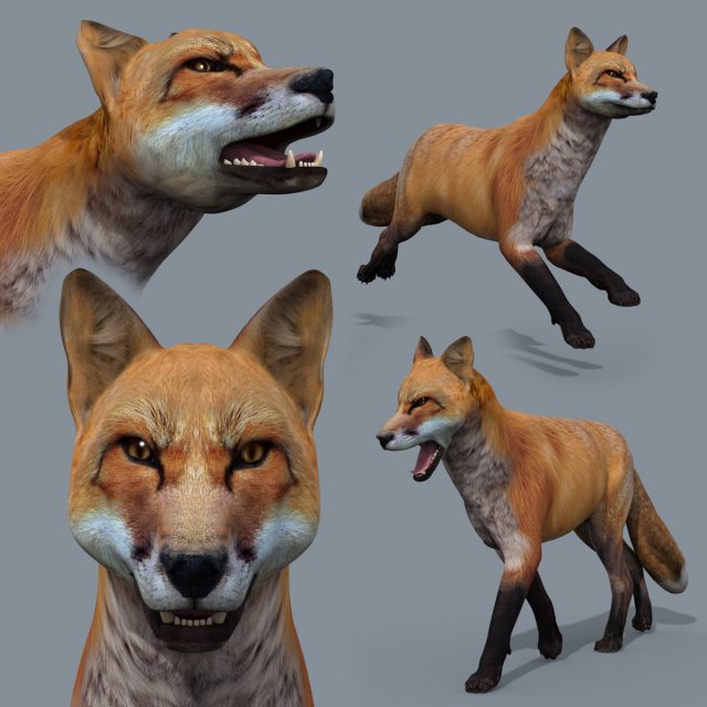 My Fox - 3d animated fox model Modèle 3D .c4d .max .obj .3ds .fbx .stl .blend 