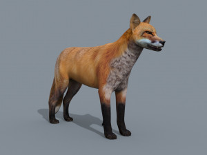 My Fox - 3d animated fox model Modèle 3D