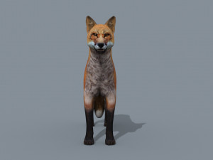 My Fox - 3d animated fox model Modèle 3D