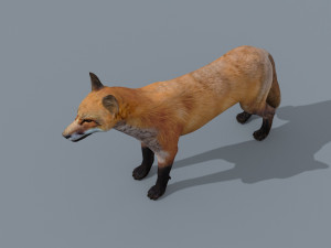 My Fox - 3d animated fox model Modèle 3D