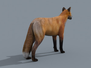 My Fox - 3d animated fox model Modèle 3D