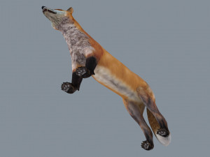 My Fox - 3d animated fox model Modèle 3D