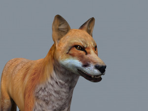 My Fox - 3d animated fox model Modèle 3D