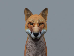 My Fox - 3d animated fox model 3D Model