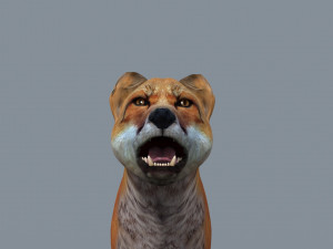 My Fox - 3d animated fox model Modèle 3D