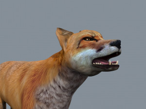 My Fox - 3d animated fox model Modèle 3D