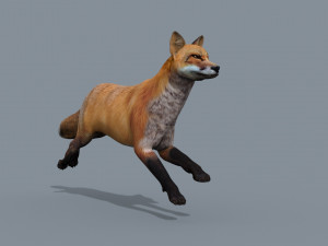 My Fox - 3d animated fox model Modèle 3D