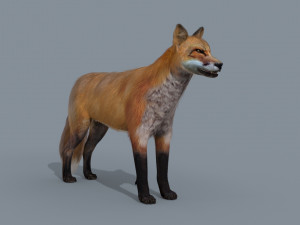 My Fox - 3d animated fox model Modèle 3D