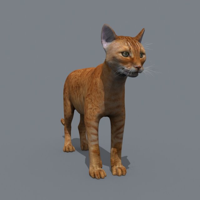 My Cat 8K - 3d animated model Modelo 3D .c4d .max .obj .3ds .fbx .stl .blend 
