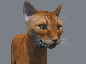 My Cat 8K - 3d animated model Modelo 3D