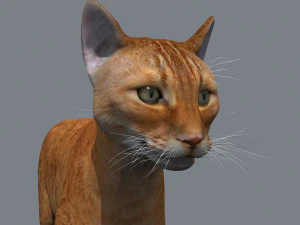 My Cat 8K - 3d animated model 3D Model