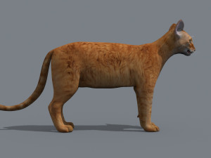 My Cat 8K - 3d animated model Modelo 3D