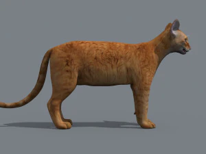 My Cat 8K - 3d animated model 3D Model