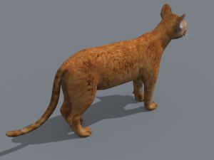 My Cat 8K - 3d animated model Modelo 3D