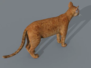 My Cat 8K - 3d animated model 3D Model