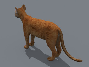 My Cat 8K - 3d animated model Modelo 3D