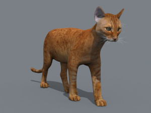 My Cat 8K - 3d animated model Modelo 3D