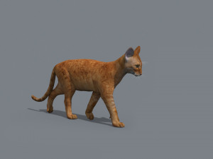 My Cat 8K - 3d animated model Modelo 3D