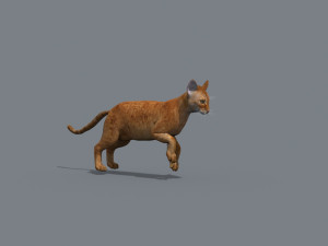 My Cat 8K - 3d animated model Modelo 3D