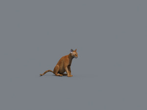 My Cat 8K - 3d animated model Modelo 3D