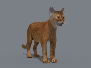 My Cat 8K - 3d animated model Modelo 3D