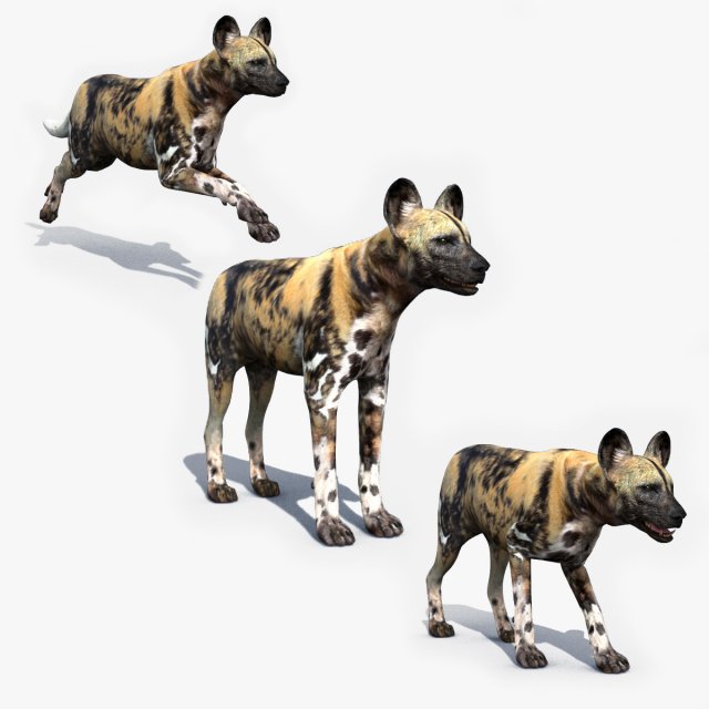 Ultimate Wild Dog 8K - 3d animated model 3D Model .c4d .max .obj .3ds .fbx .lwo .lw .lws