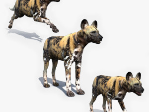 Ultimate Wild Dog 8K - 3d animated model 3D Model