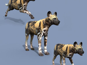 Ultimate Wild Dog 8K - 3d animated model 3D Model