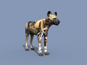 Ultimate Wild Dog 8K - 3d animated model 3D Model