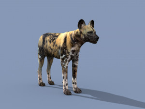Ultimate Wild Dog 8K - 3d animated model 3D Model