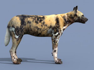 Ultimate Wild Dog 8K - 3d animated model 3D Model